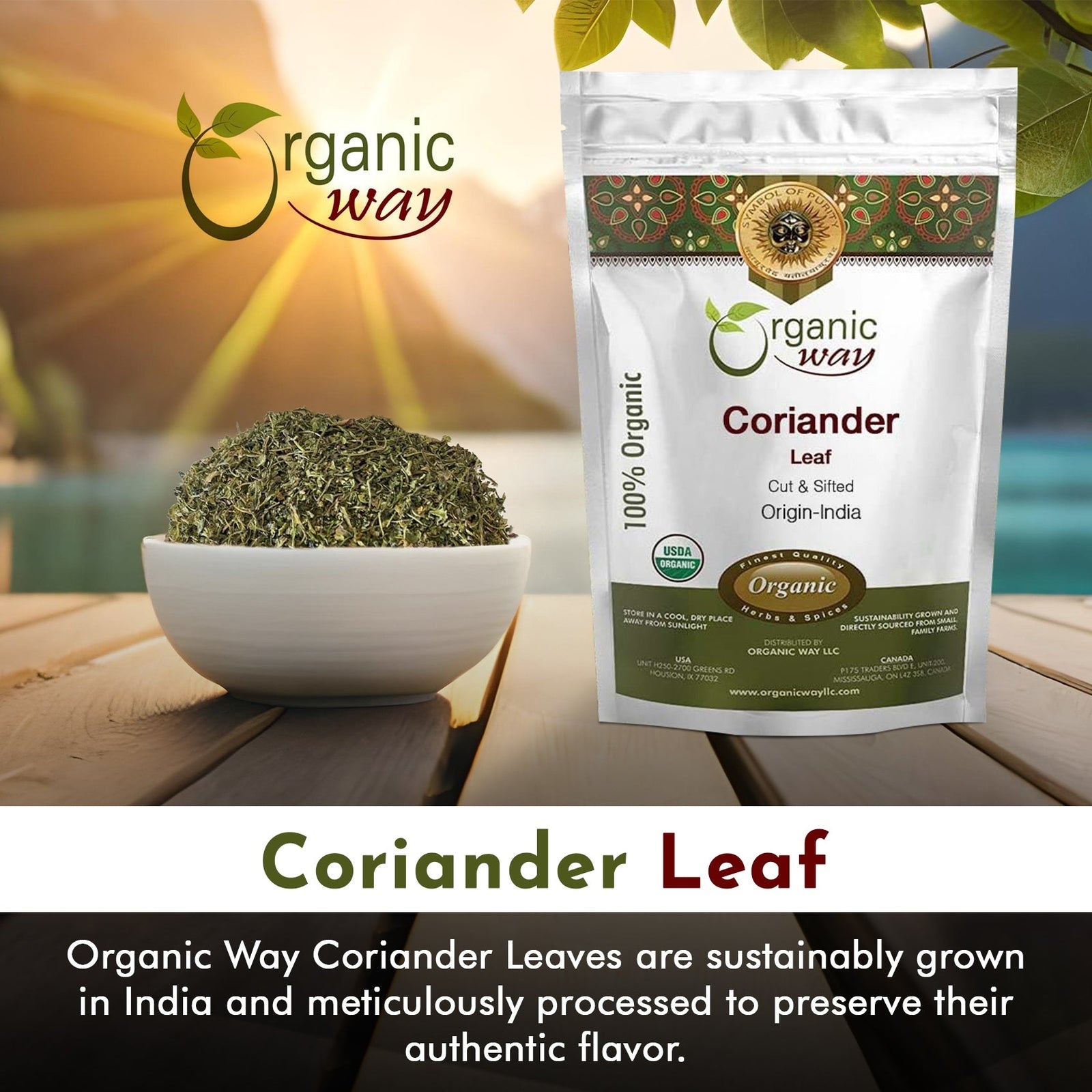 Organic Way Coriander Leaves/ Cilantro Leaves Cut and Sifted