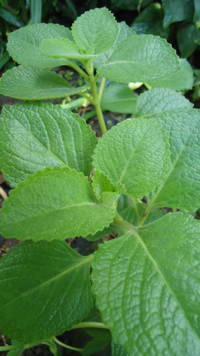 3 - 7 - 12 Cuban Oregano Fresh Clippings + Bonus Small Peices- Mexican Mint, Giant Oregano - Fresh 8" - 12" Clippings ~ Easy to Start & Grow