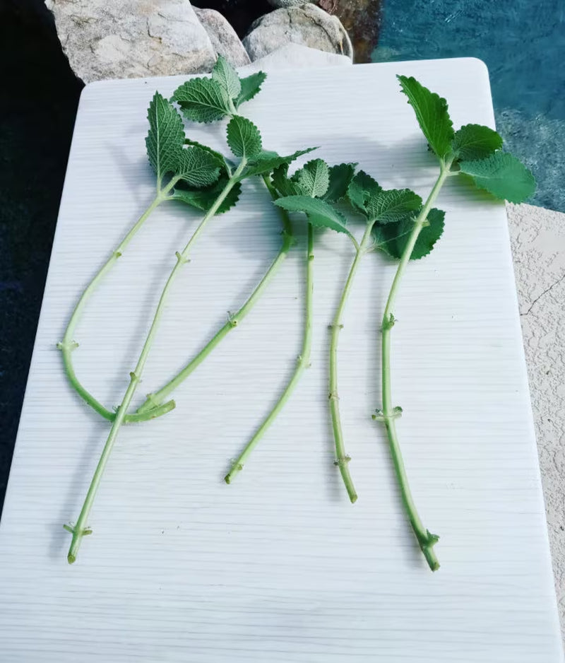 3 - 7 - 12 Cuban Oregano Fresh Clippings + Bonus Small Peices- Mexican Mint, Giant Oregano - Fresh 8" - 12" Clippings ~ Easy to Start & Grow