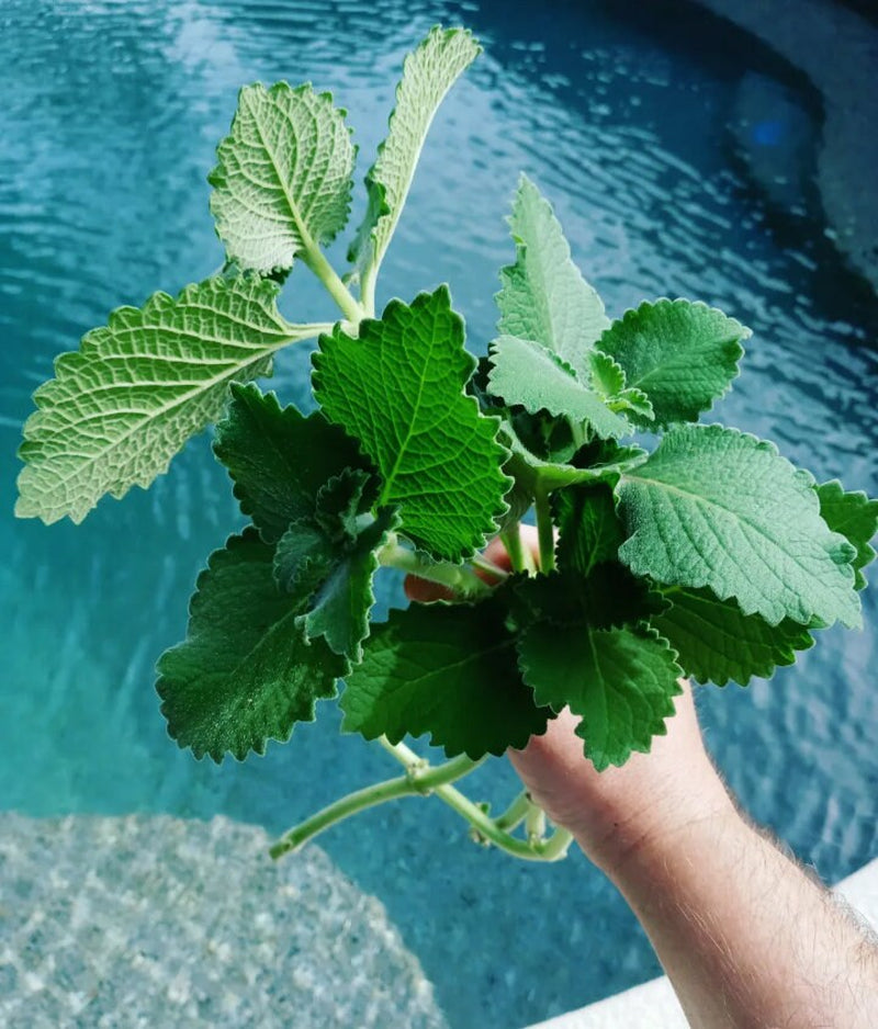 3 - 7 - 12 Cuban Oregano Fresh Clippings + Bonus Small Peices- Mexican Mint, Giant Oregano - Fresh 8" - 12" Clippings ~ Easy to Start & Grow