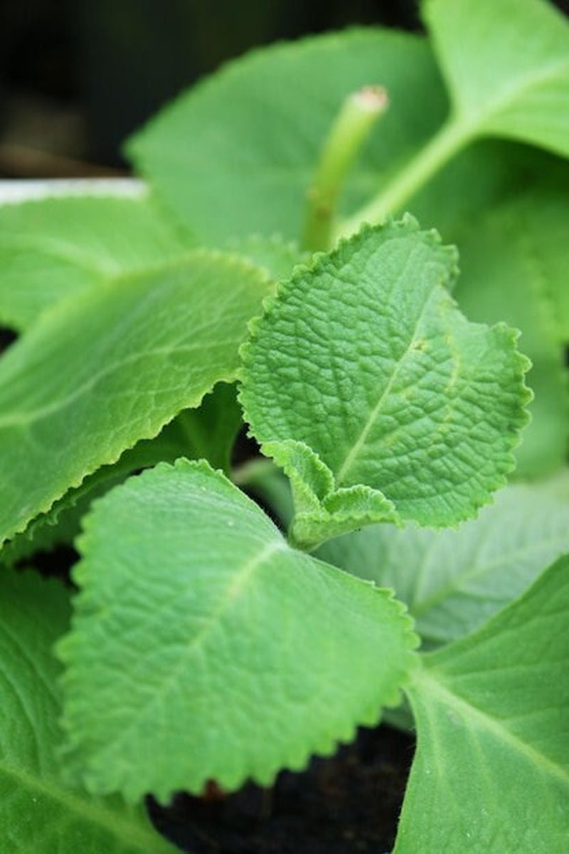 3 - 7 - 12 Cuban Oregano Fresh Clippings + Bonus Small Peices- Mexican Mint, Giant Oregano - Fresh 8" - 12" Clippings ~ Easy to Start & Grow