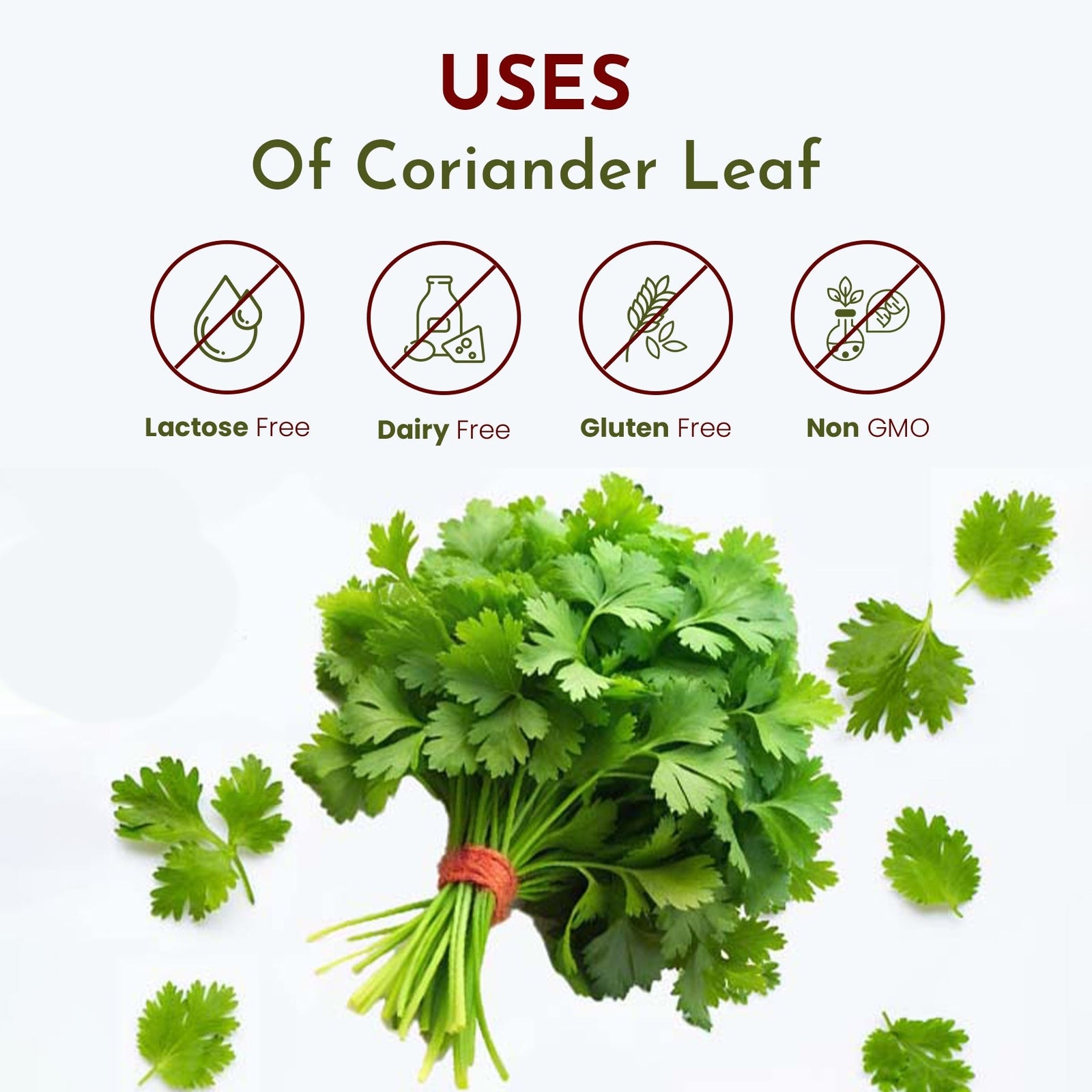 Organic Way Coriander Leaves/ Cilantro Leaves Cut and Sifted