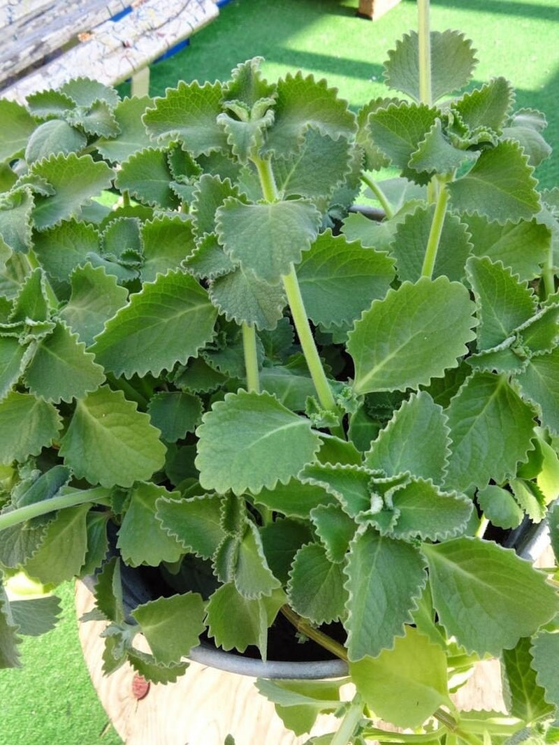 3 - 7 - 12 Cuban Oregano Fresh Clippings + Bonus Small Peices- Mexican Mint, Giant Oregano - Fresh 8" - 12" Clippings ~ Easy to Start & Grow