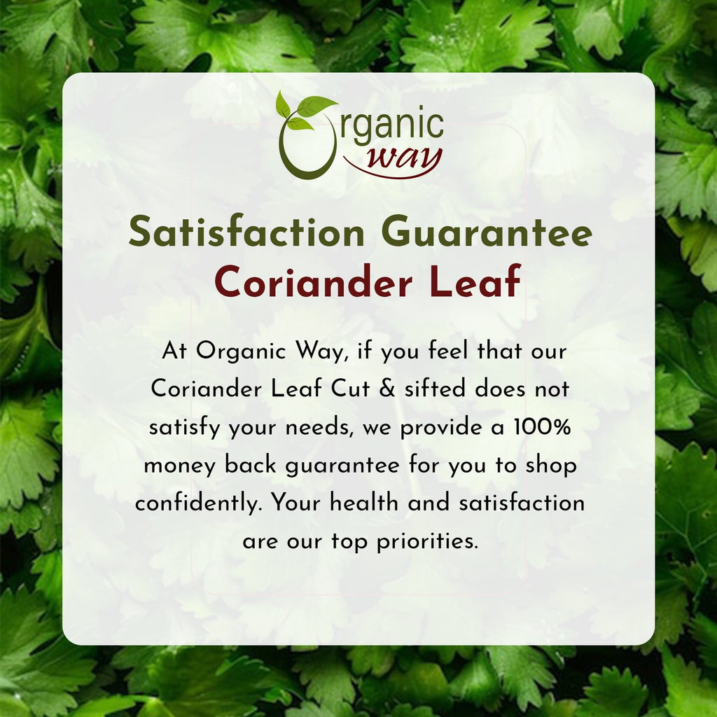 Organic Way Coriander Leaves/ Cilantro Leaves Cut and Sifted