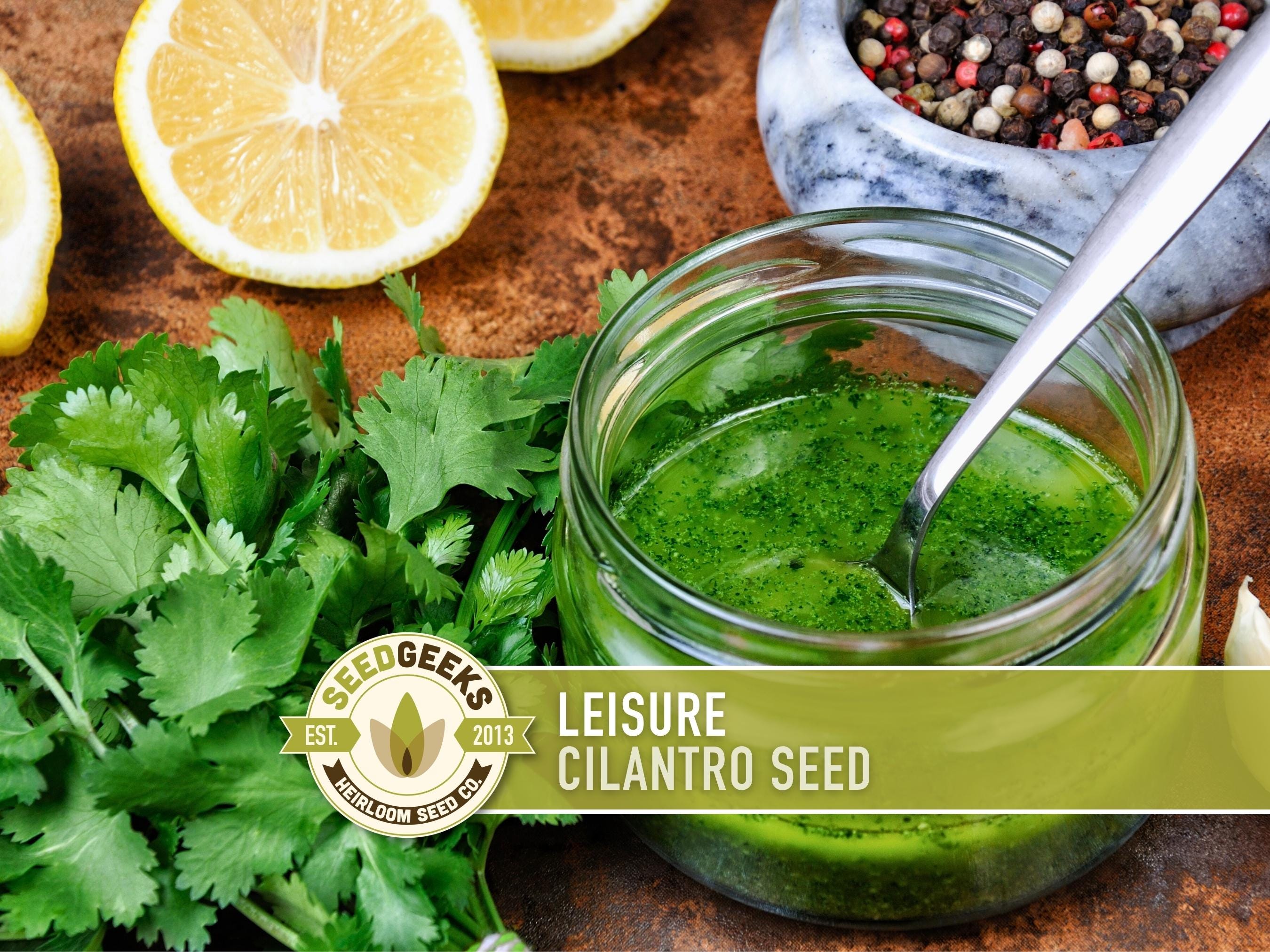 Leisure Cilantro Seeds – Slow Bolting, Heirloom Coriander