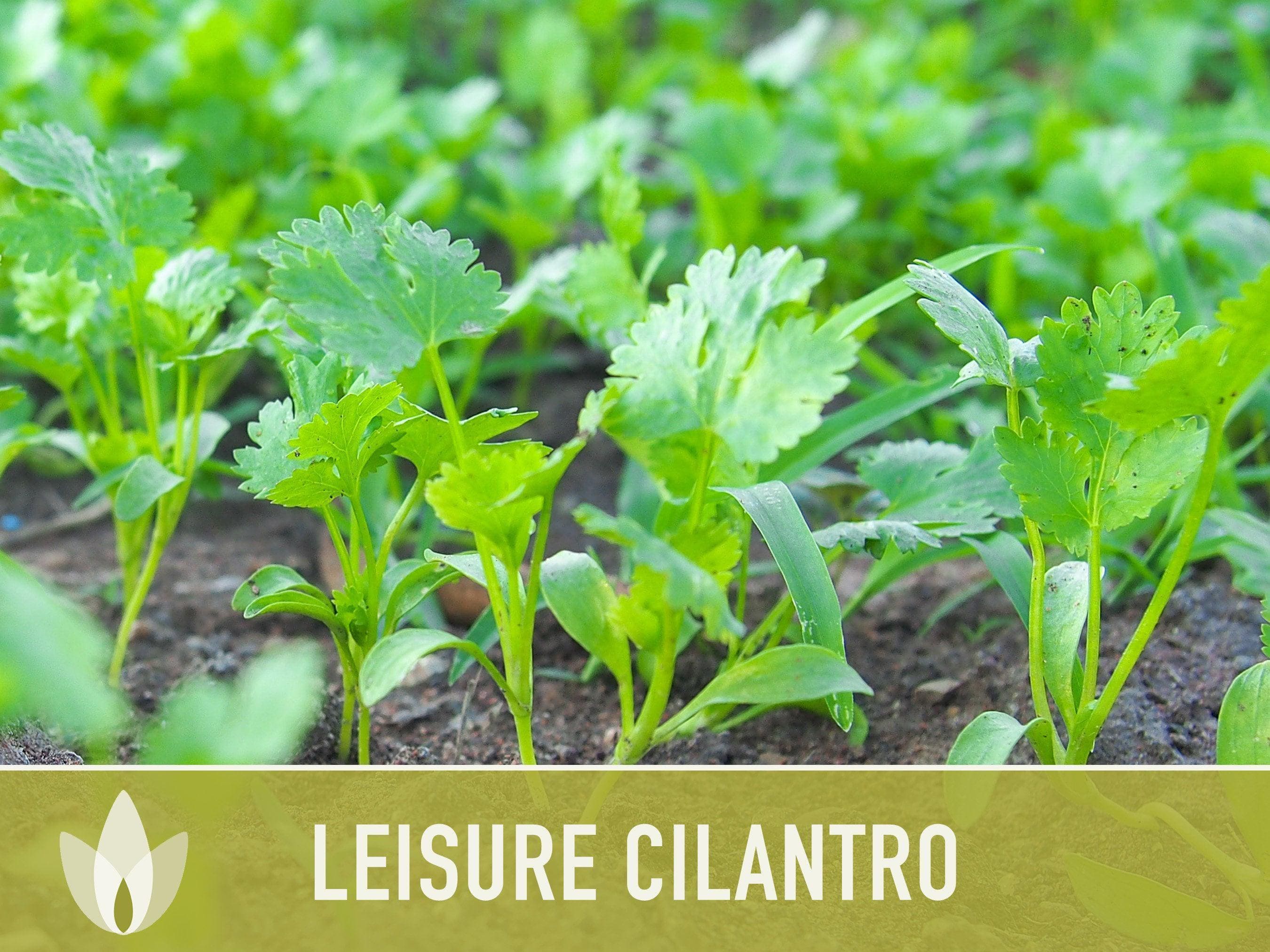 Leisure Cilantro Seeds – Slow Bolting, Heirloom Coriander