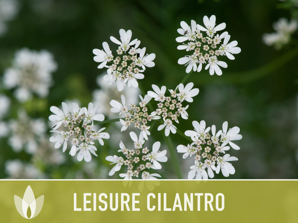 Leisure Cilantro Seeds – Slow Bolting, Heirloom Coriander