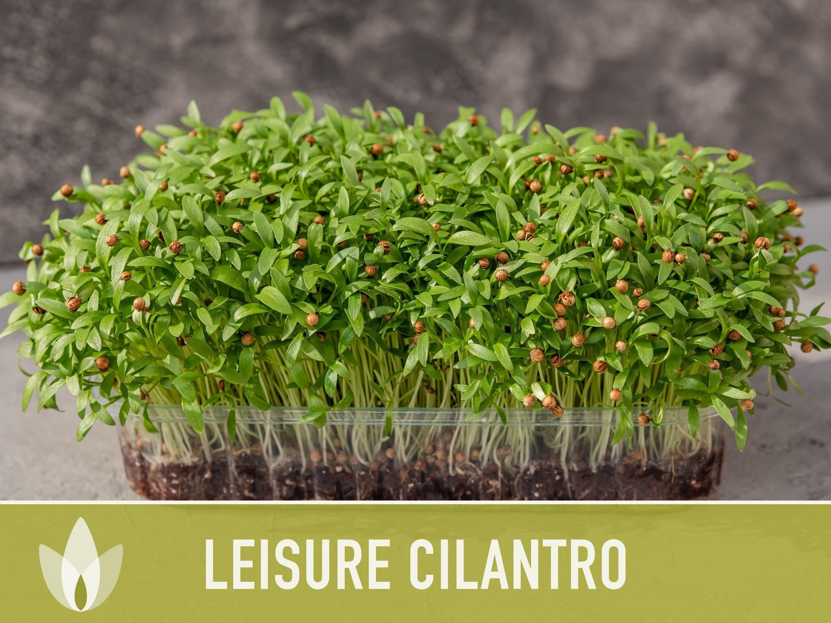 Leisure Cilantro Seeds – Slow Bolting, Heirloom Coriander