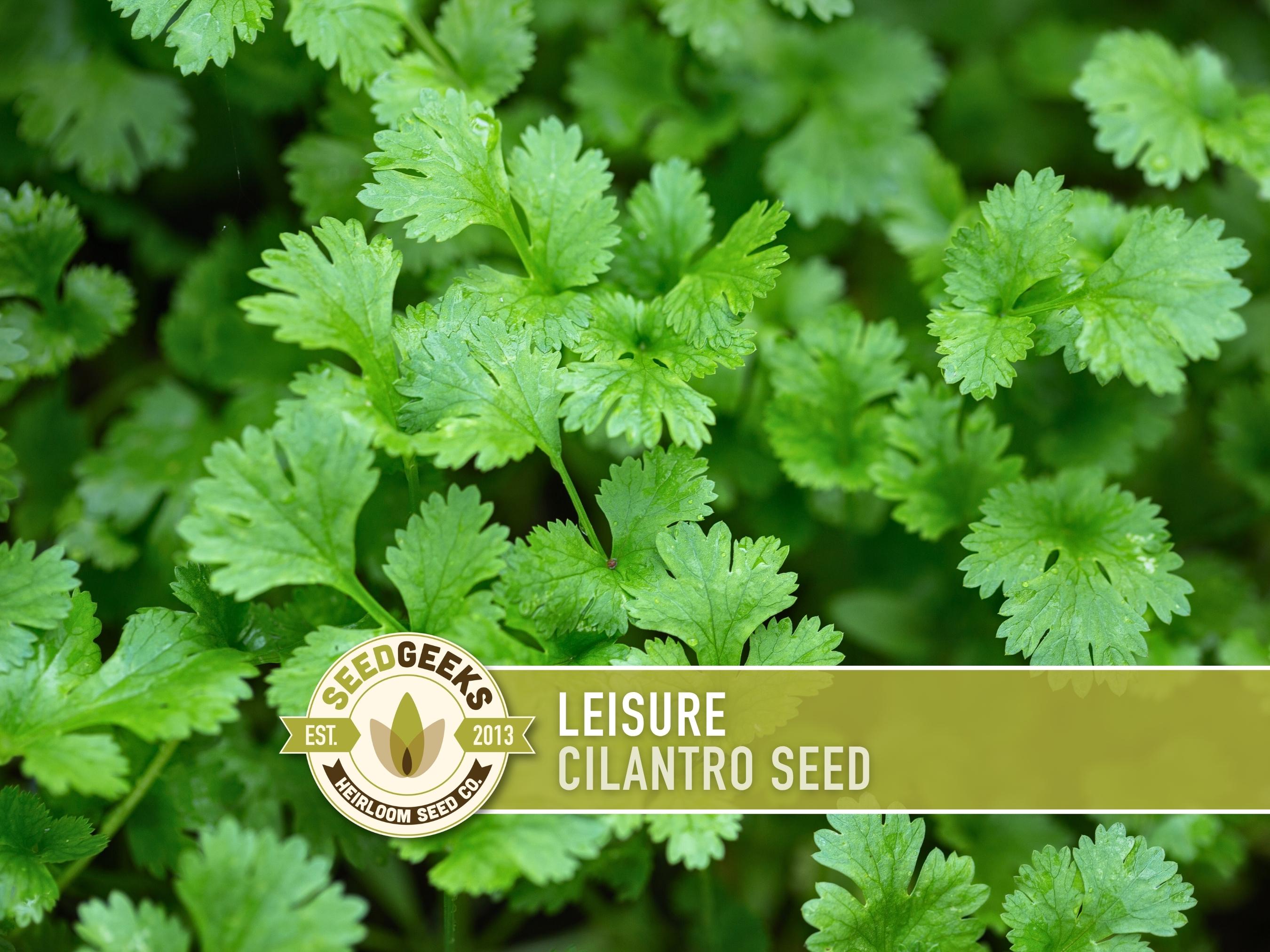 Leisure Cilantro Seeds – Slow Bolting, Heirloom Coriander