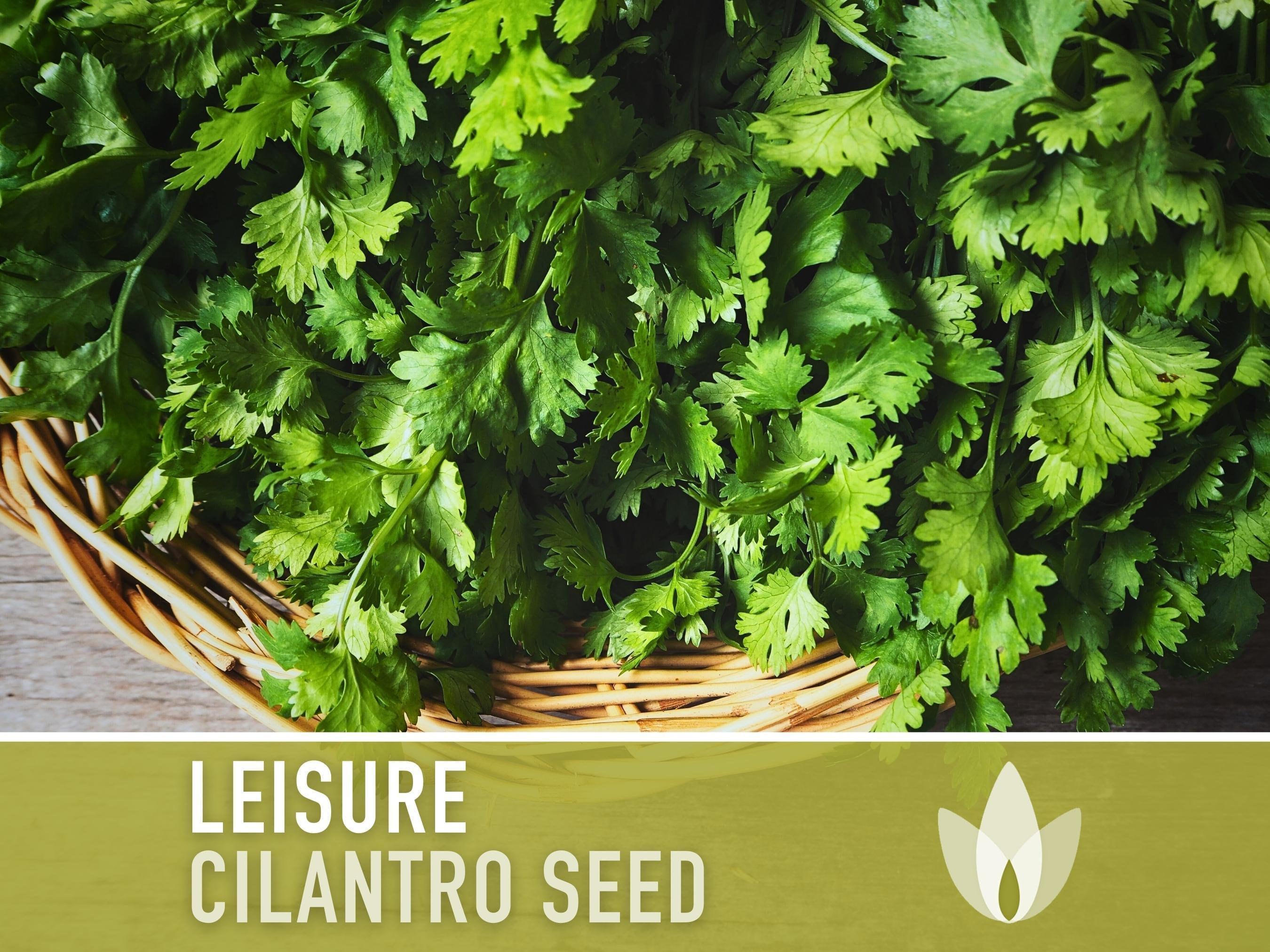Leisure Cilantro Seeds – Slow Bolting, Heirloom Coriander