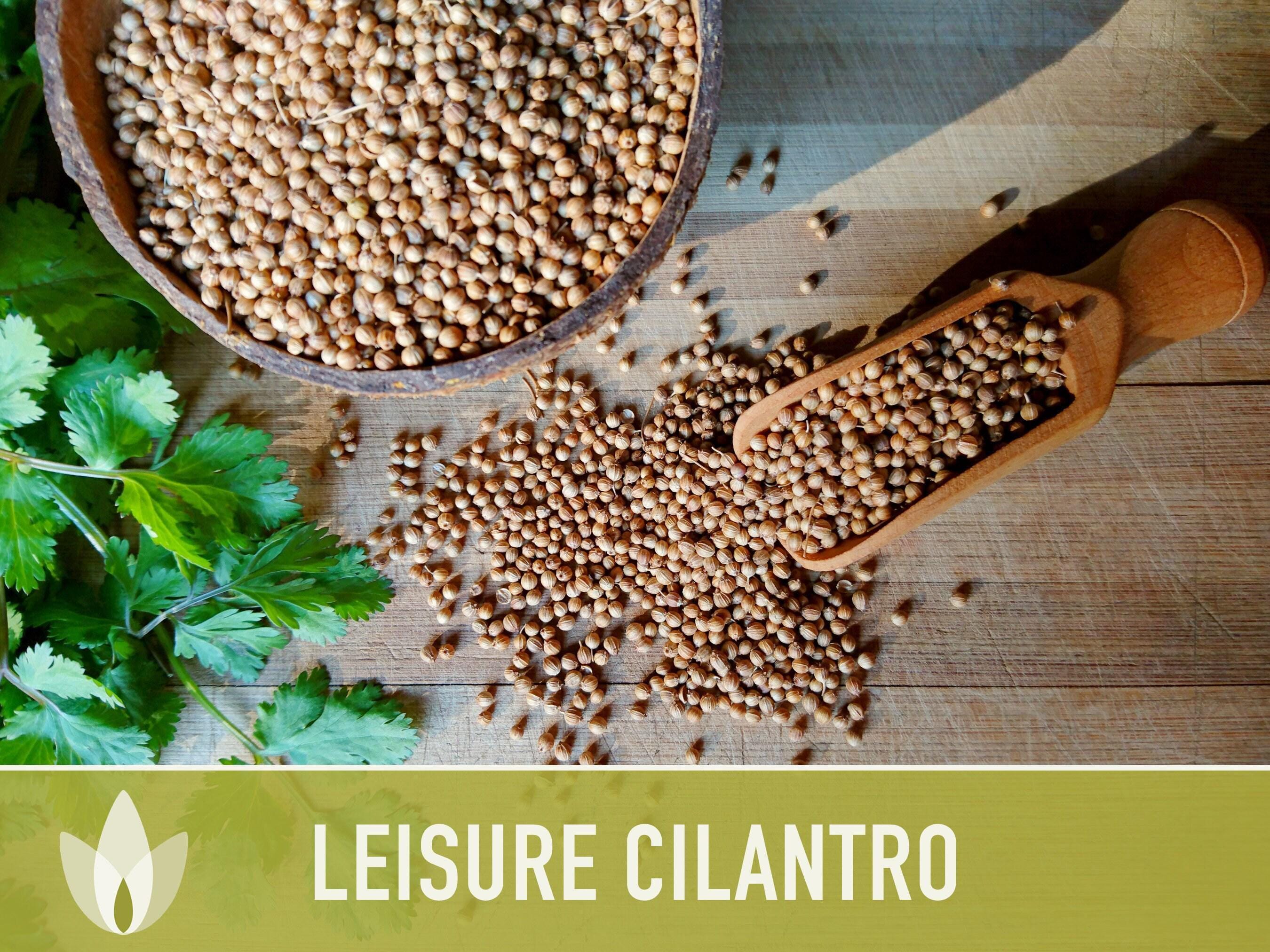 Leisure Cilantro Seeds – Slow Bolting, Heirloom Coriander