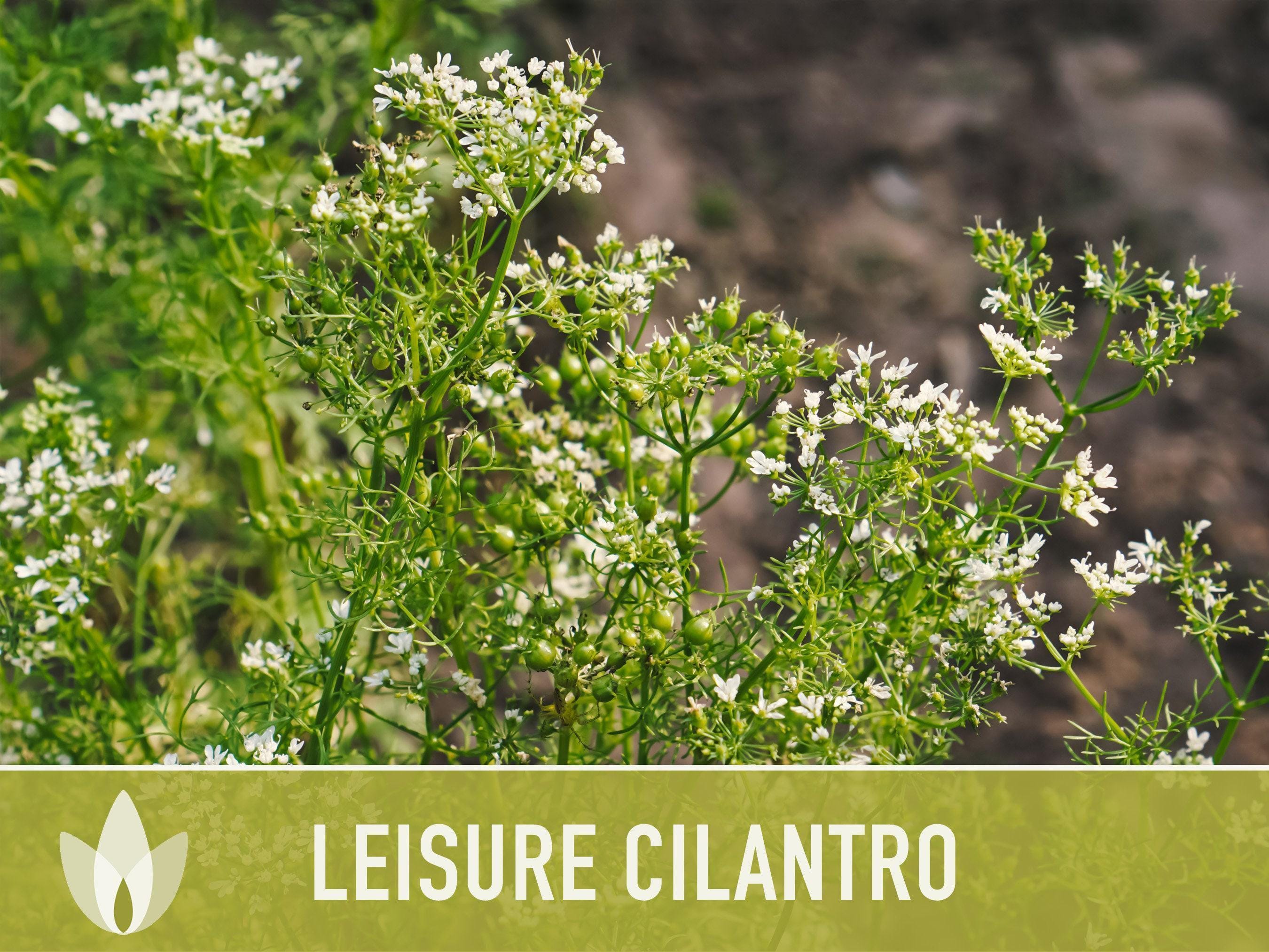 Leisure Cilantro Seeds – Slow Bolting, Heirloom Coriander
