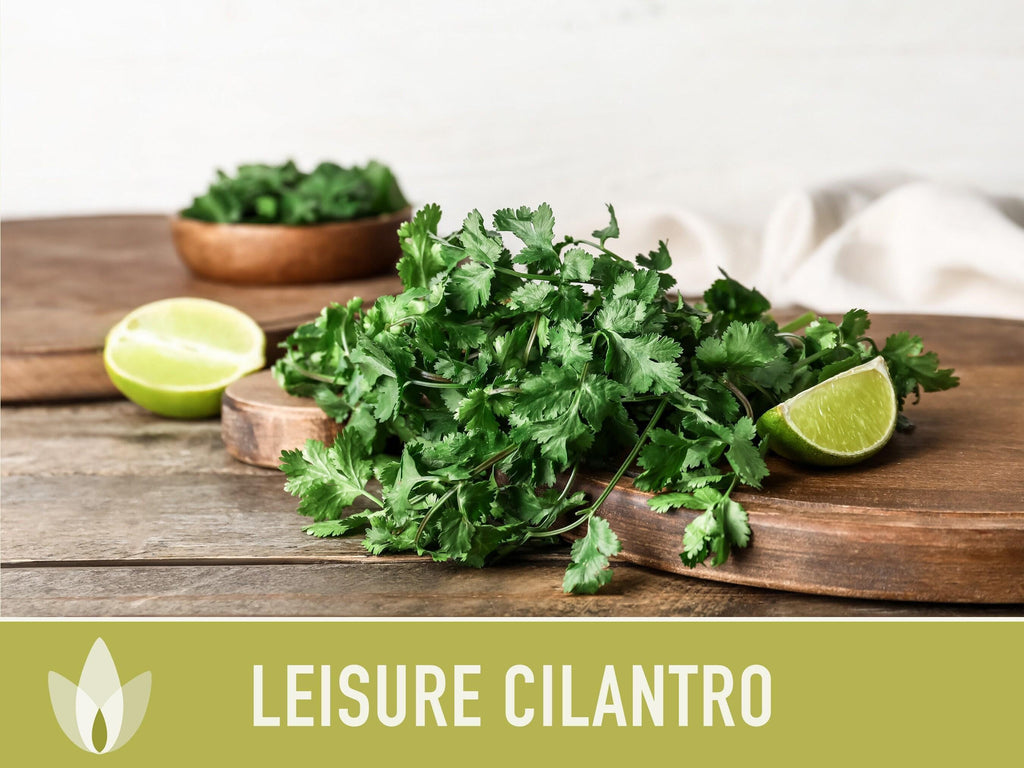 Leisure Cilantro Seeds – Slow Bolting, Heirloom Coriander